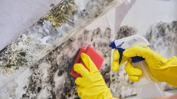 Best Mold removal after water damage  in Stonewall, MS