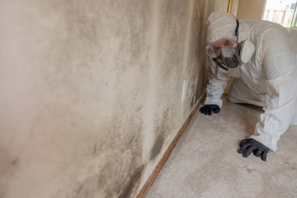 Best Carpet water damage restoration  in Stonewall, MS